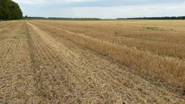 Аграрії Хмельниччини жнуть рекордні врожаї: озима пшениця дає 8,2 т/га, ріпак — 4,1 т/га