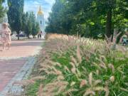Декоративні злаки захоплюють Київ: 117 нових локацій вже&hellip;