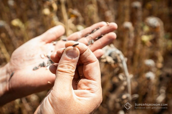 Серпень висушує посіви: як врятувати врожай пізніх культур