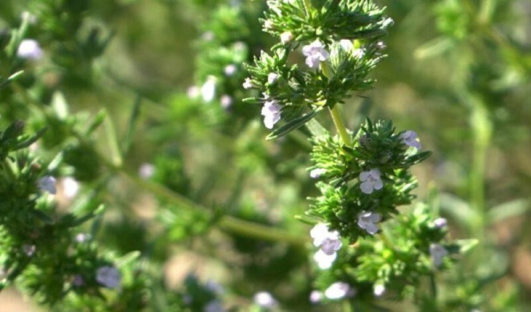На Одещині розквітло вирощування садовим чебрецем: новий тренд від SuperAgronom.com