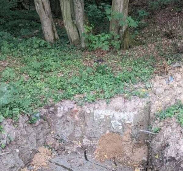 Львів: Забудовник нищить дерева в охоронній зоні — місто обурене