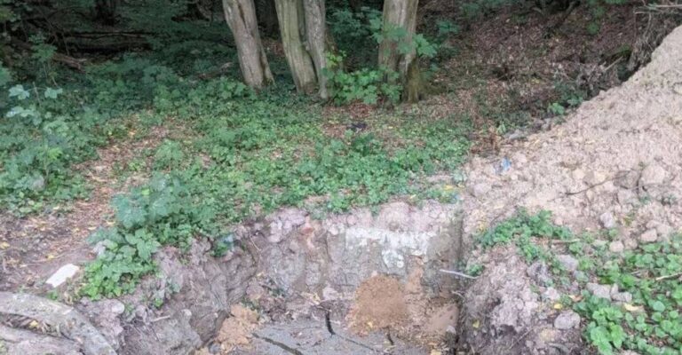 Львів: Забудовник нищить дерева в охоронній зоні — місто обурене