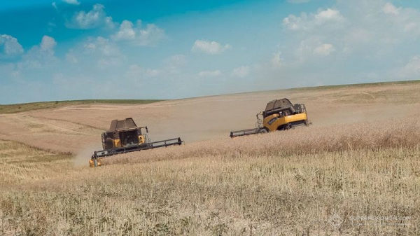 Ріпак в Україні: ціни відновили зростання після тривалого падіння