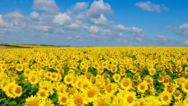 Ціни на зернові: пшениця стабільна, соняшник дешевшає, ріпак дорожчає на експорт