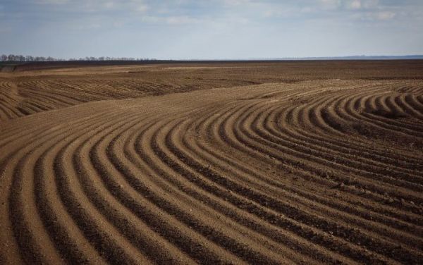 Жнива 2026: Франківщина зібрала 5,64 т/га ранніх зернових