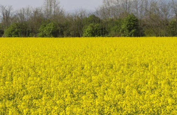 Український ріпак стрімко дешевшає: експортні перепони з’їдають прибуток аграріїв