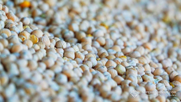 Український горох підкорює світ: логістика допомагає, але ціни гальмують експорт