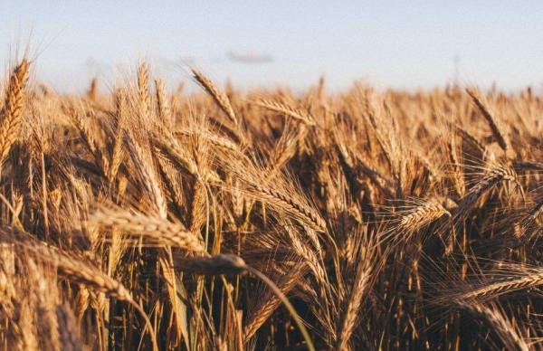 USDA збільшує прогноз врожаю зернових в Україні: аналіз перспектив експорту