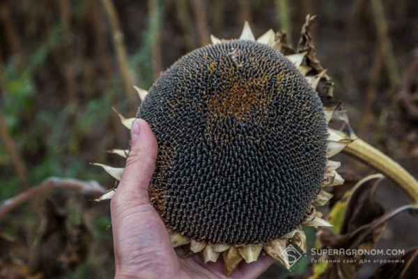 ТАС Агро Південь вже розпочав збір врожаю соняшнику