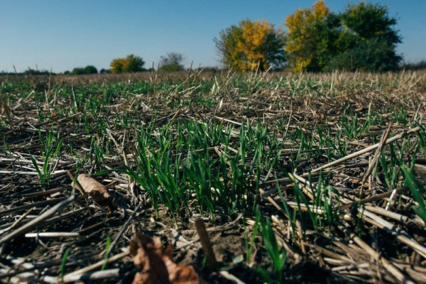 No-till: Як «ВВІ-Агро» заощаджує пальне та насіння завдяки інноваційній технології