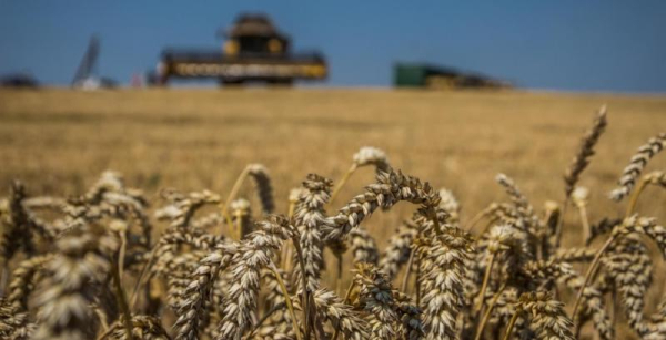 Чорноморський регіон та спека штовхають ціни на пшеницю вгору: експерти б’ють на сполох