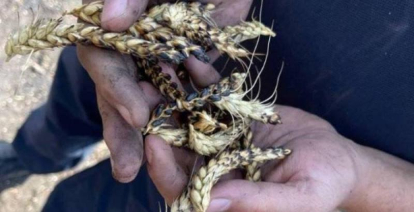 На Миколаївщині дрон-камікадзе знищив курник: наслідки атаки на ферму