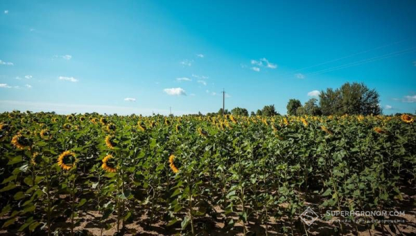 Рясні зливи на Дніпропетровщині: північ під водою, південь страждає від посухи