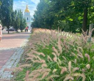 Декоративні злаки захоплюють Київ: 117 нових локацій вже у 2026 році Декоративні злаки захоплюють Київ: 117 нових локацій вже у 2026 році