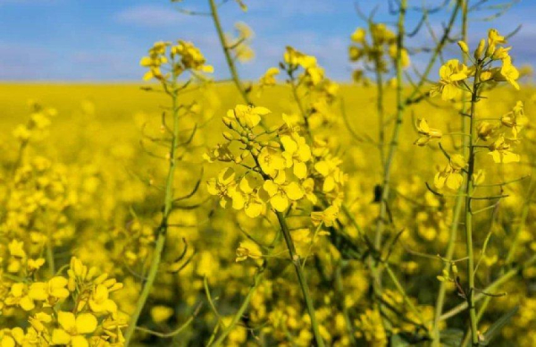 Ріпак дорожчає: дізнайтеся актуальні ціни в портах та на кордоні