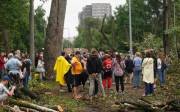 Зміни в будівництві тепломережі на Теремках врятують 160 дерев
