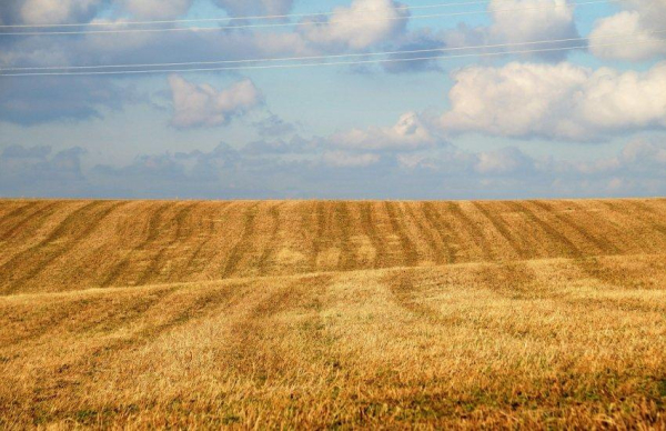 Російські аграрії скорочують посіви озимої пшениці через фінансові труднощі