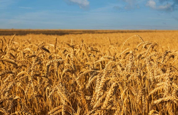 ЄС залишає українську пшеницю поза квотами: які шляхи експорту відкриті для аграріїв