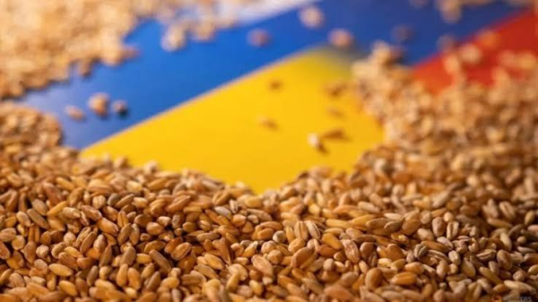 Чому українське зерно дешевшає, а світове дорожчає: пояснення експерта