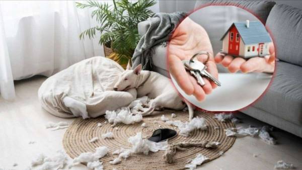 Дніпро: як орендарю захистити свою заставу від недобросовісного власника
